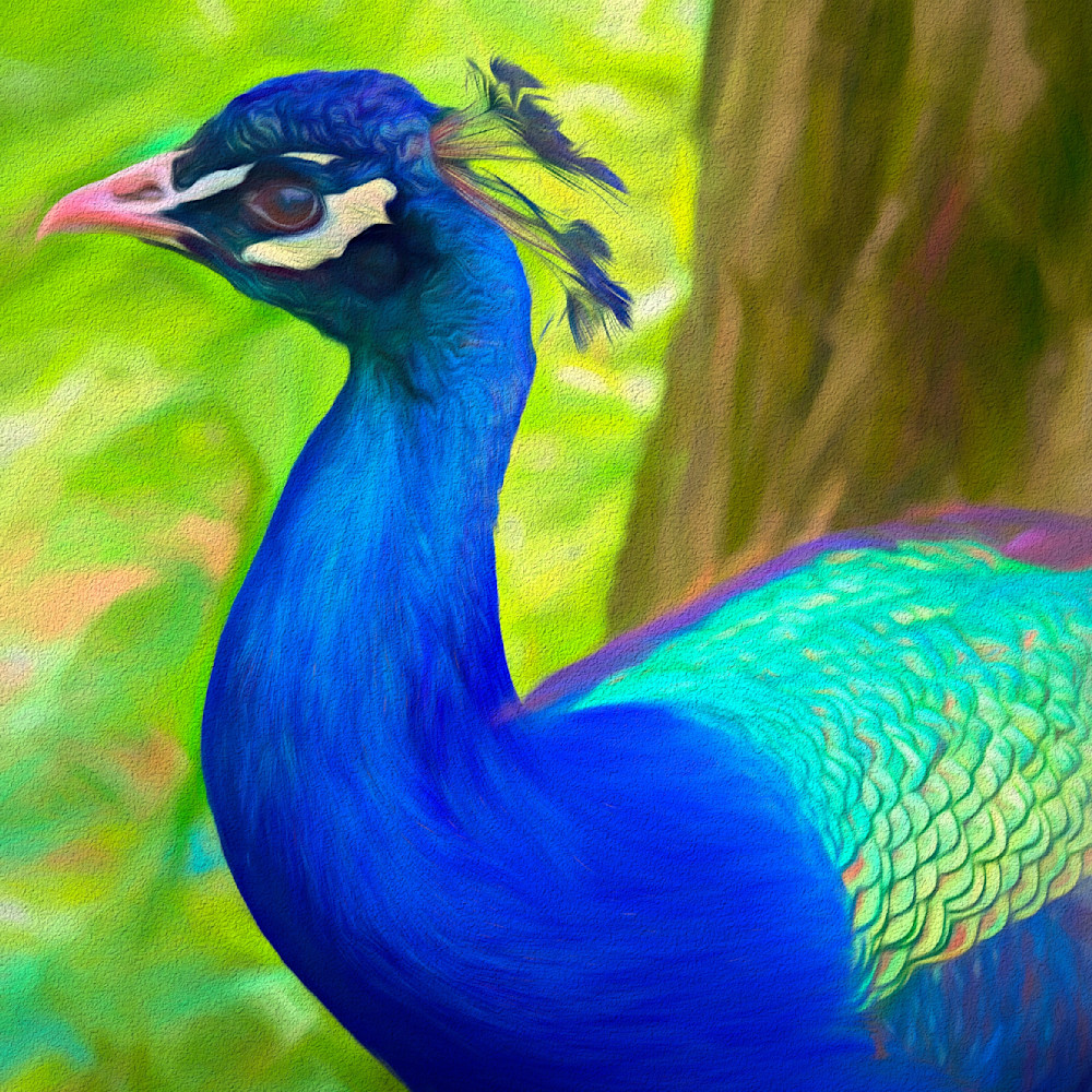 Peacock side portrait final hqage1
