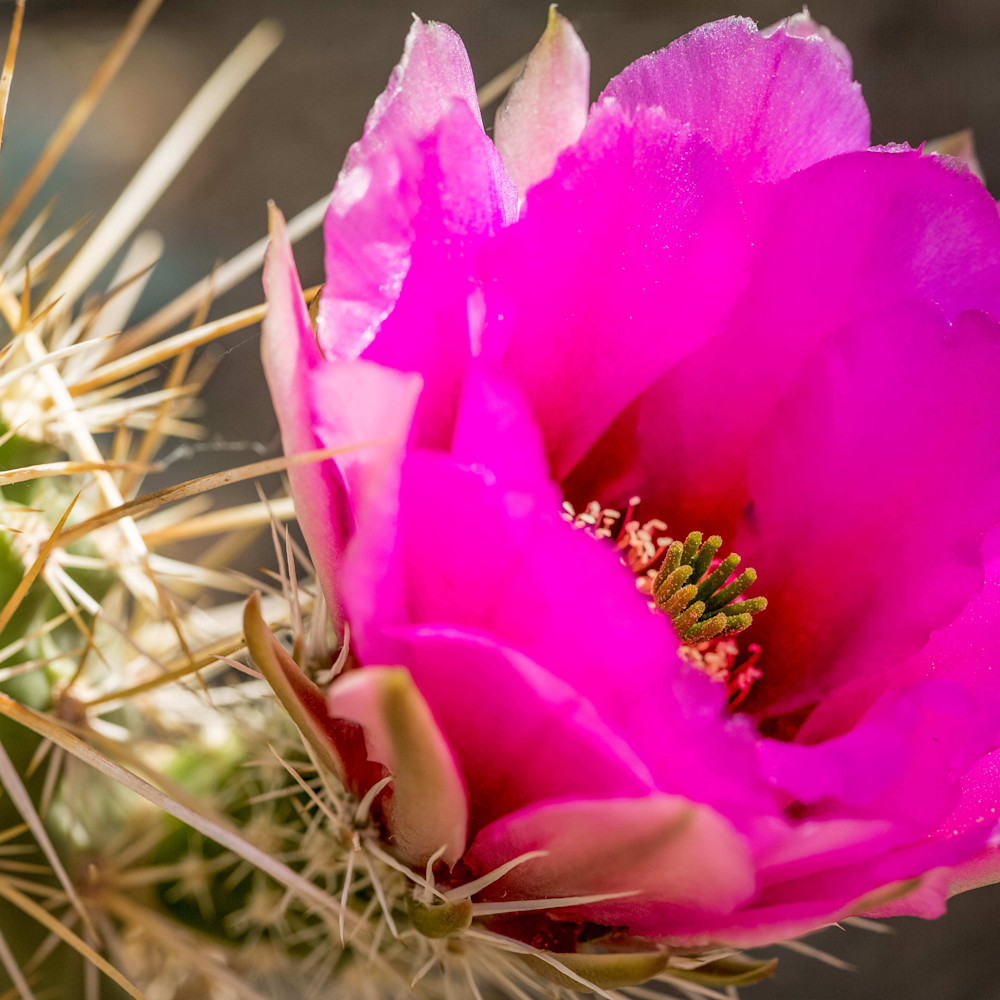 Pink hedgehog cactus skkzfn