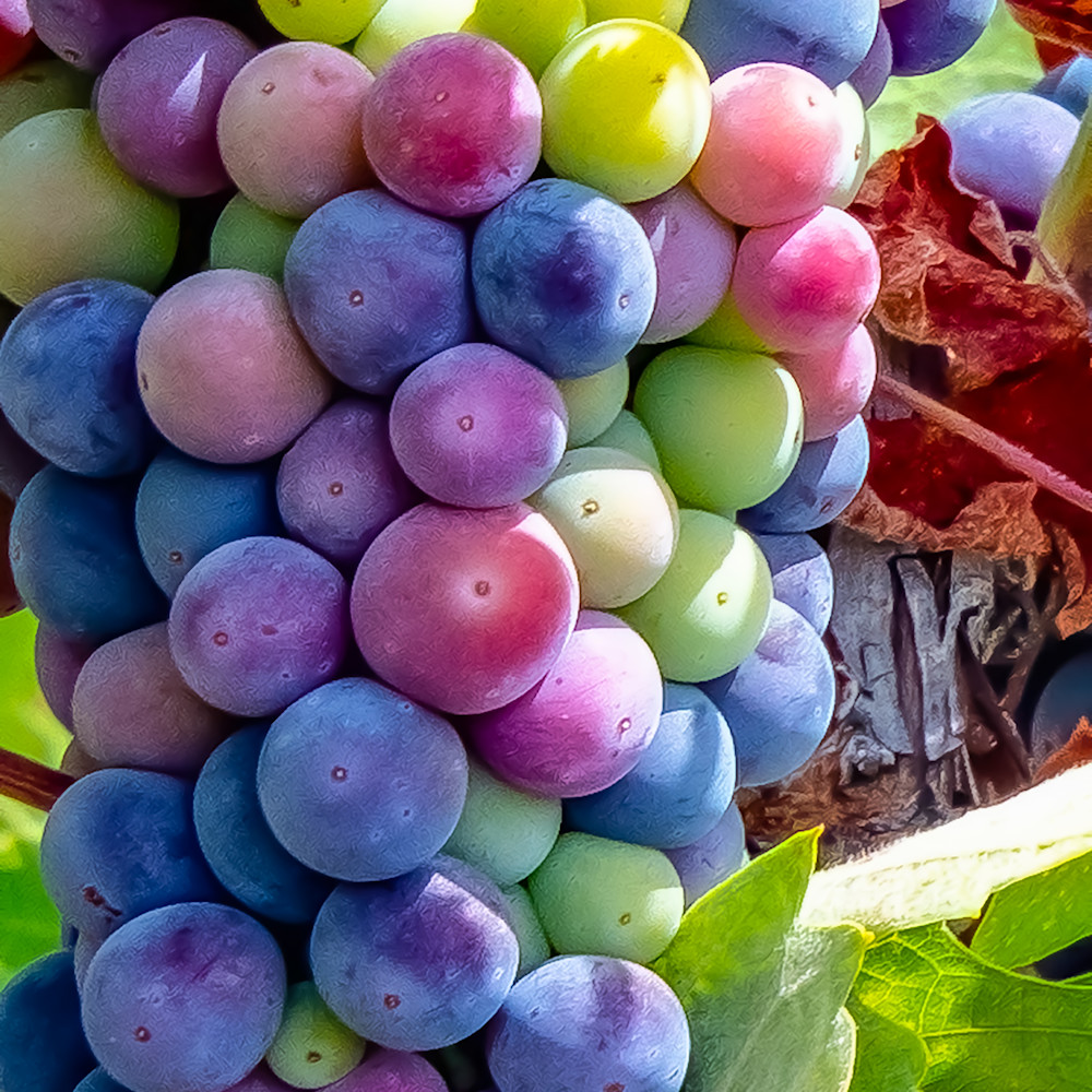 Grapes crop enhansed 3 bpigsr