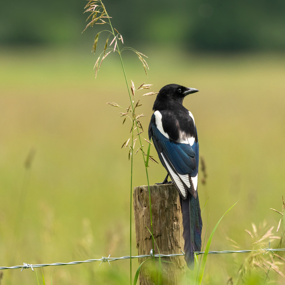 Magpie on a post 20x24 wgafs1