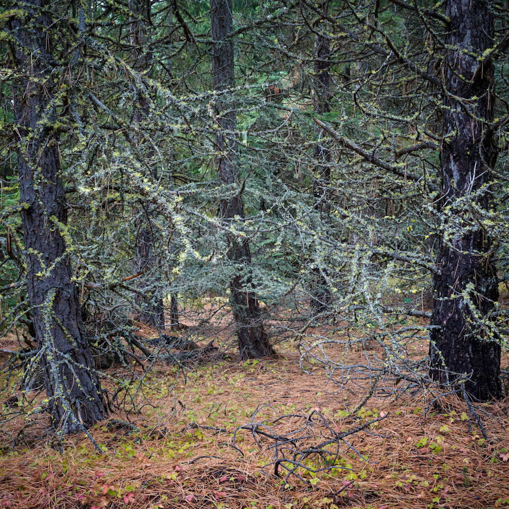 Lichen covered trees oregon 2022 cjcwqp