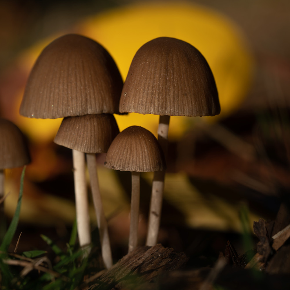 Mushroom family 2 op7rpe