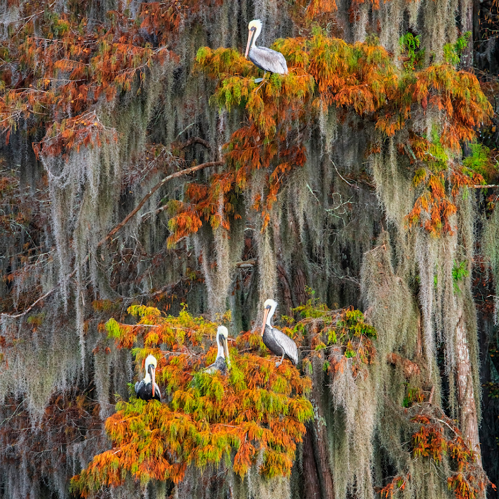 Andy crawford photography autumn pelicans cfmr3x