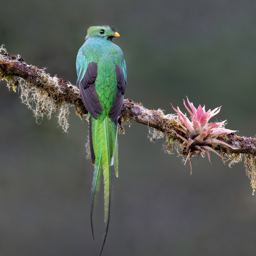 Resplendent quetzal costa rica nov 2022 dsc 2313 v5ubbe