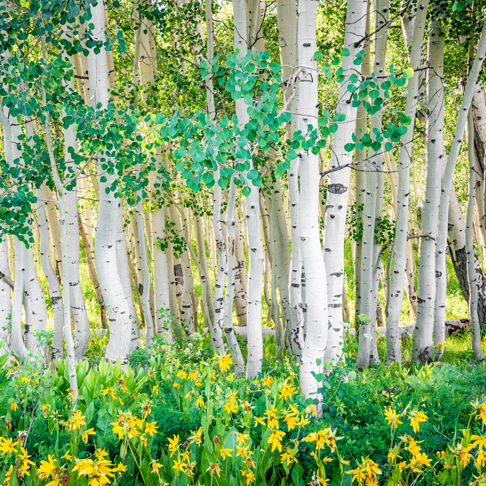 220709 crested butte 581 edit pcyuim