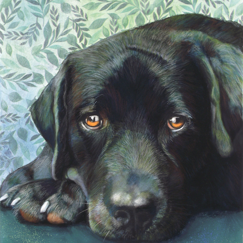 Black lab harquh