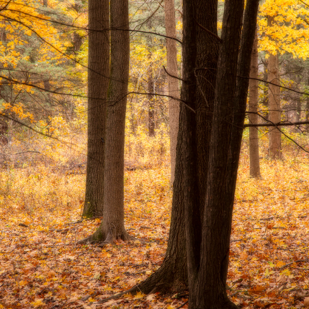 Signs of autumn   autumn forest nbqunc