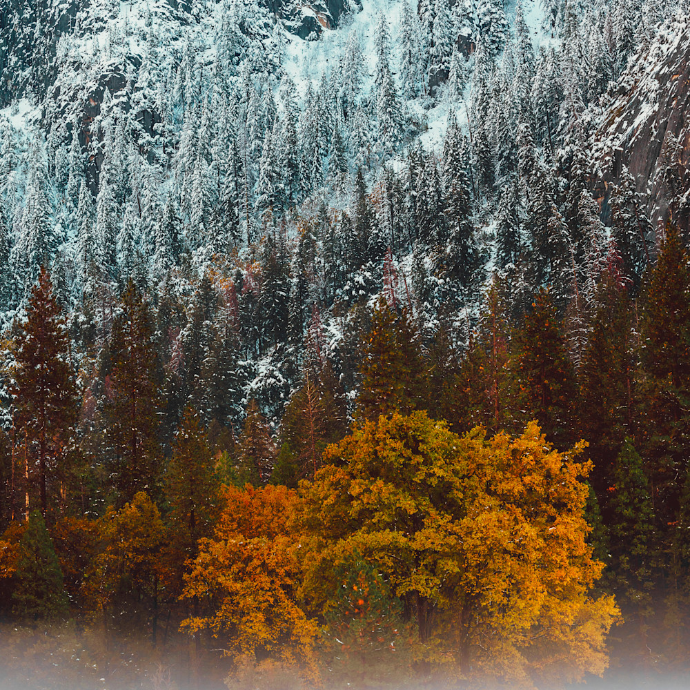 Hazy autumn and snow capped trees refwfe