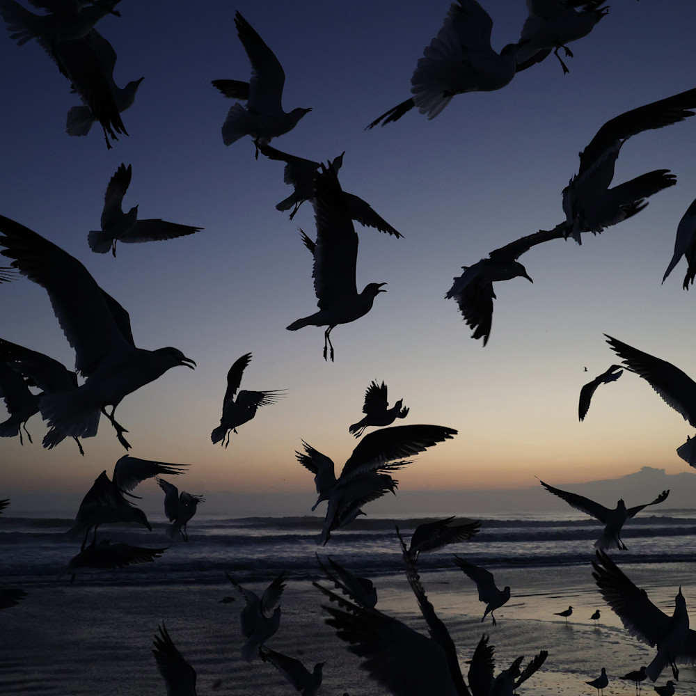 Seagull sunrise hi mgmc1w