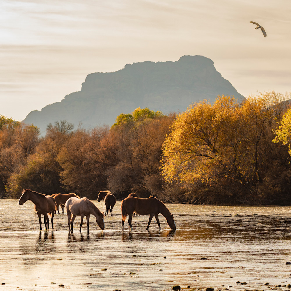 Salt river horses and blue heron gfcnmp