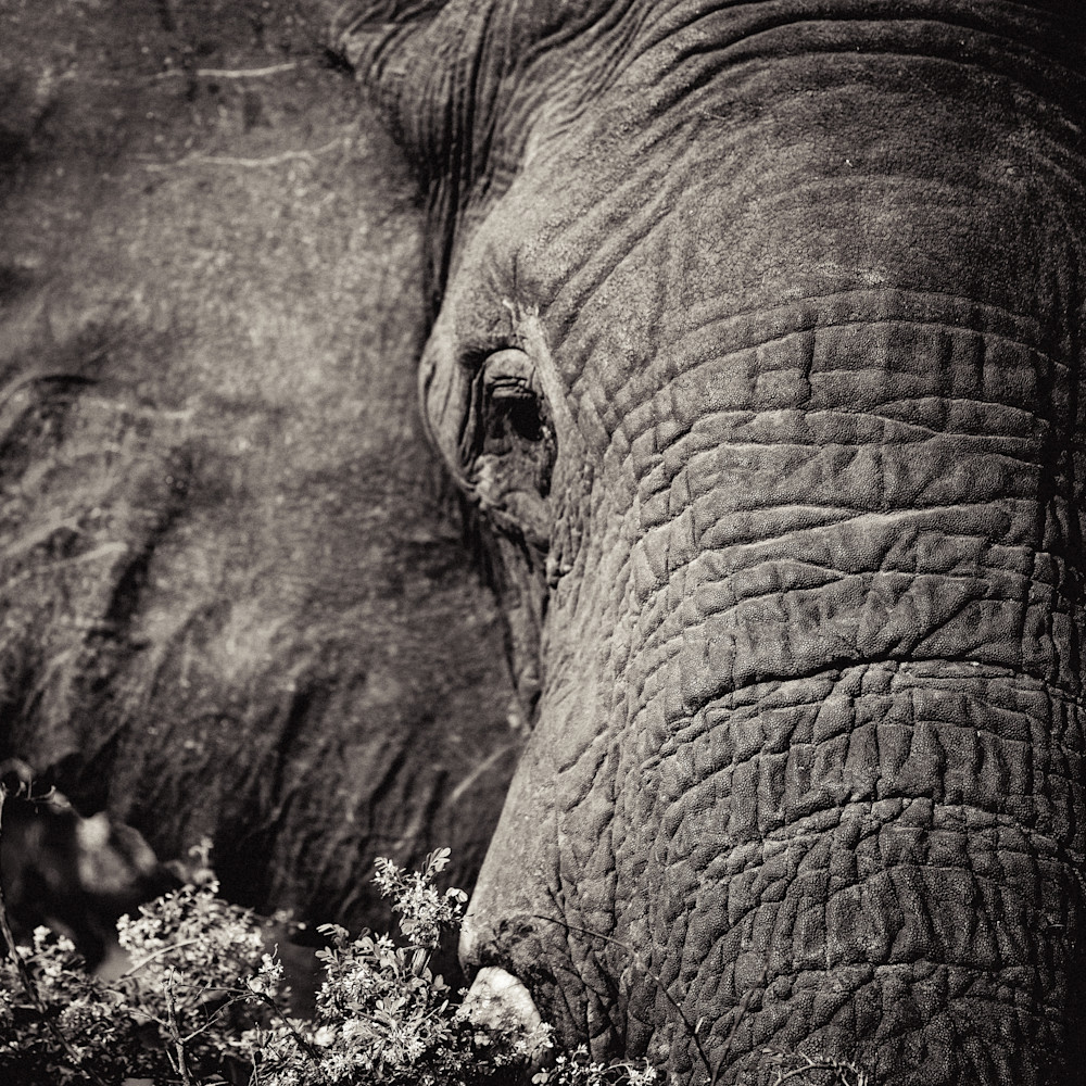Elephant gaze grwzk1