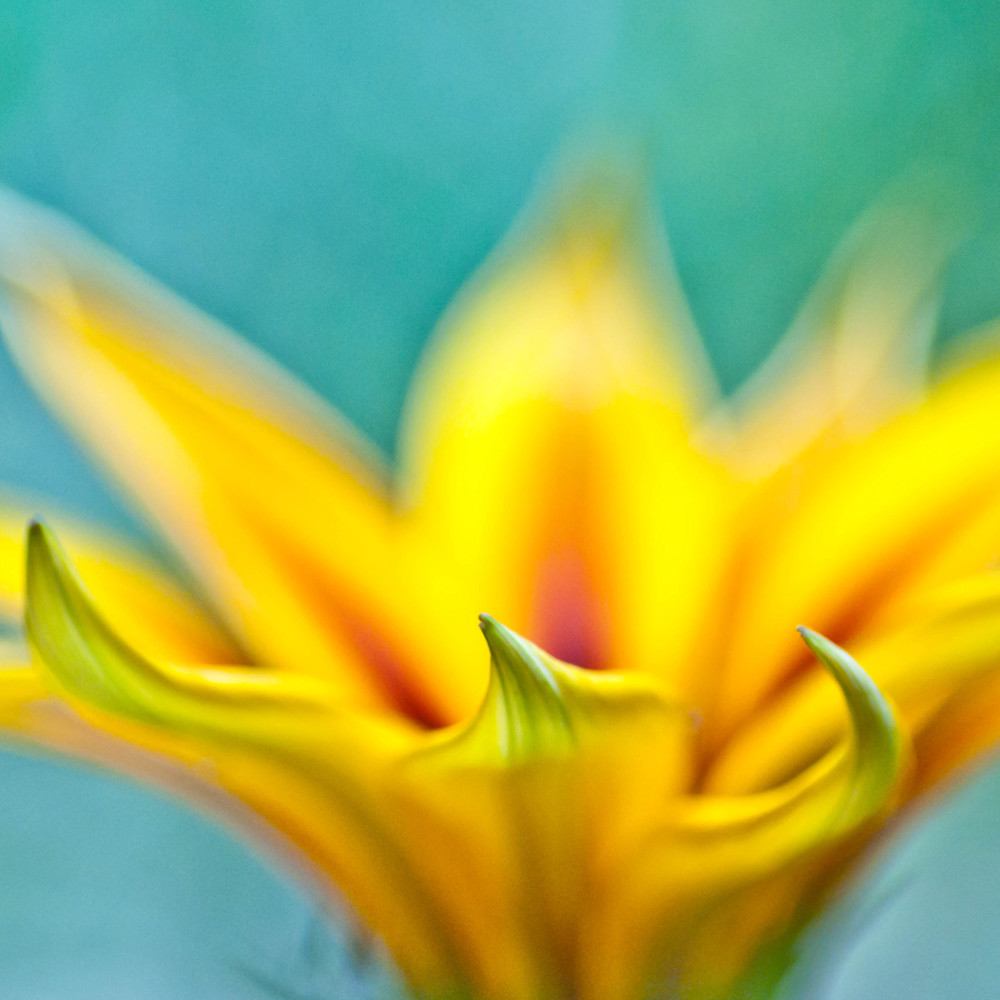 Yellow flower oprcku