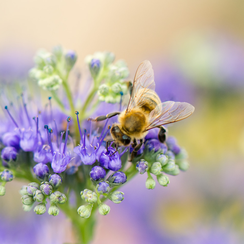 Bee on blue spzgwv