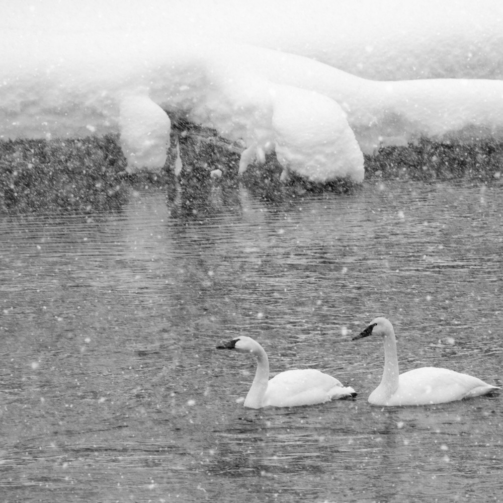 Snow swans h7hovg