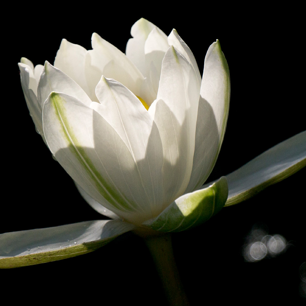 Pure white water lily czxdeb