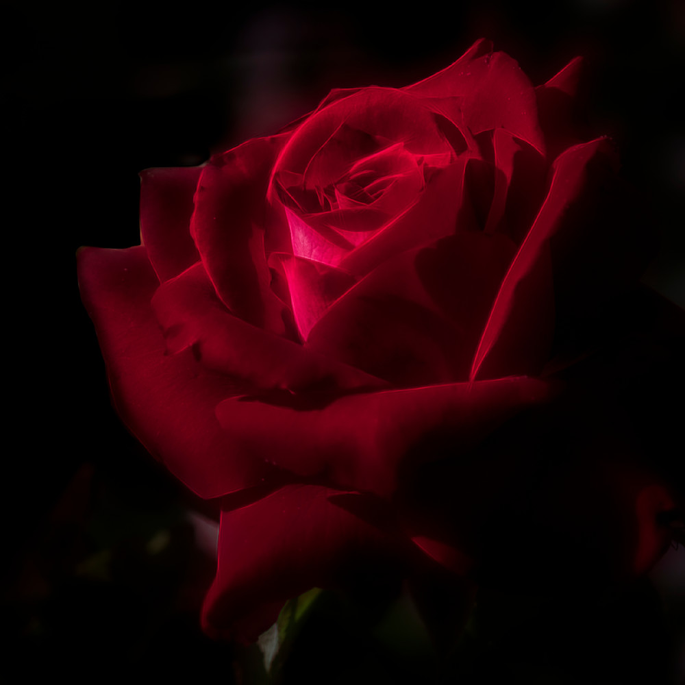 Perfectly red rose gd2nem