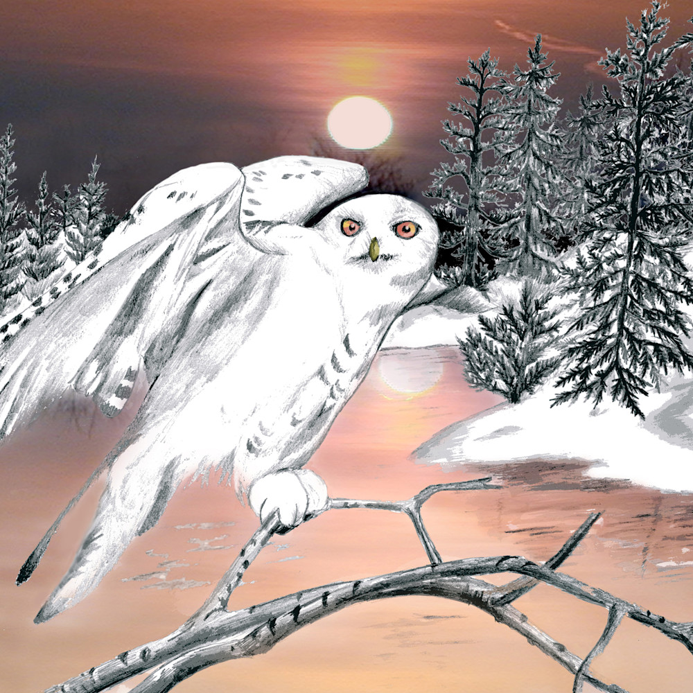 Snowy owl edited 1 yylbdy