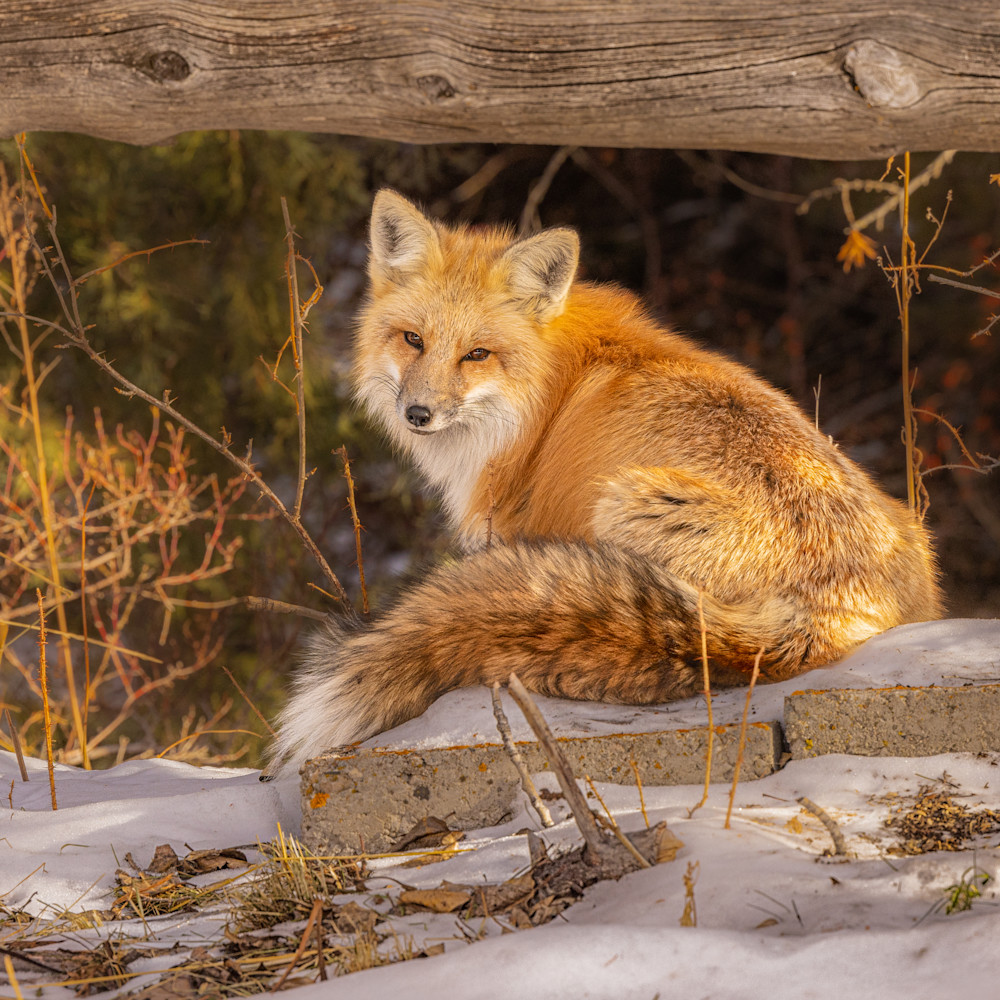 A fox named weasel t5oiox