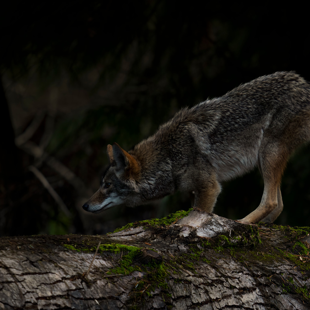 Coyote on the hunt ktxidx