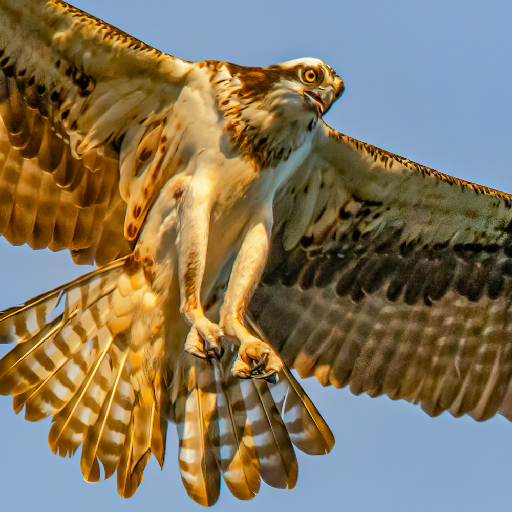 Golden osprey qczywy