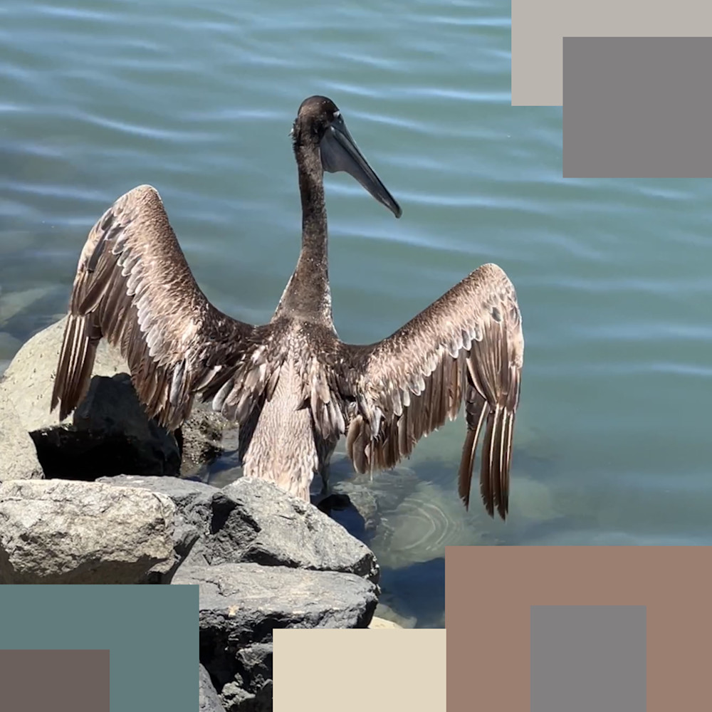 Brown pelican 3 n8xz81