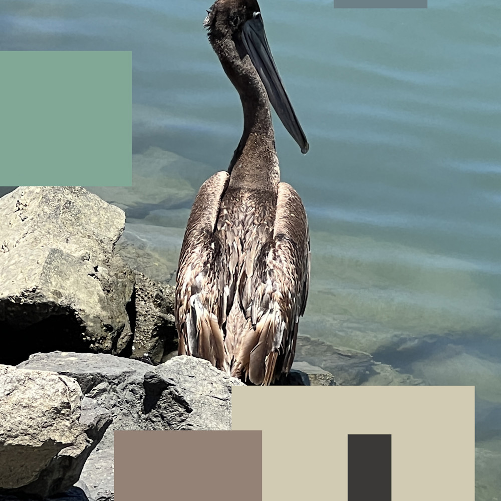 Brown pelican 5 uy8g7i