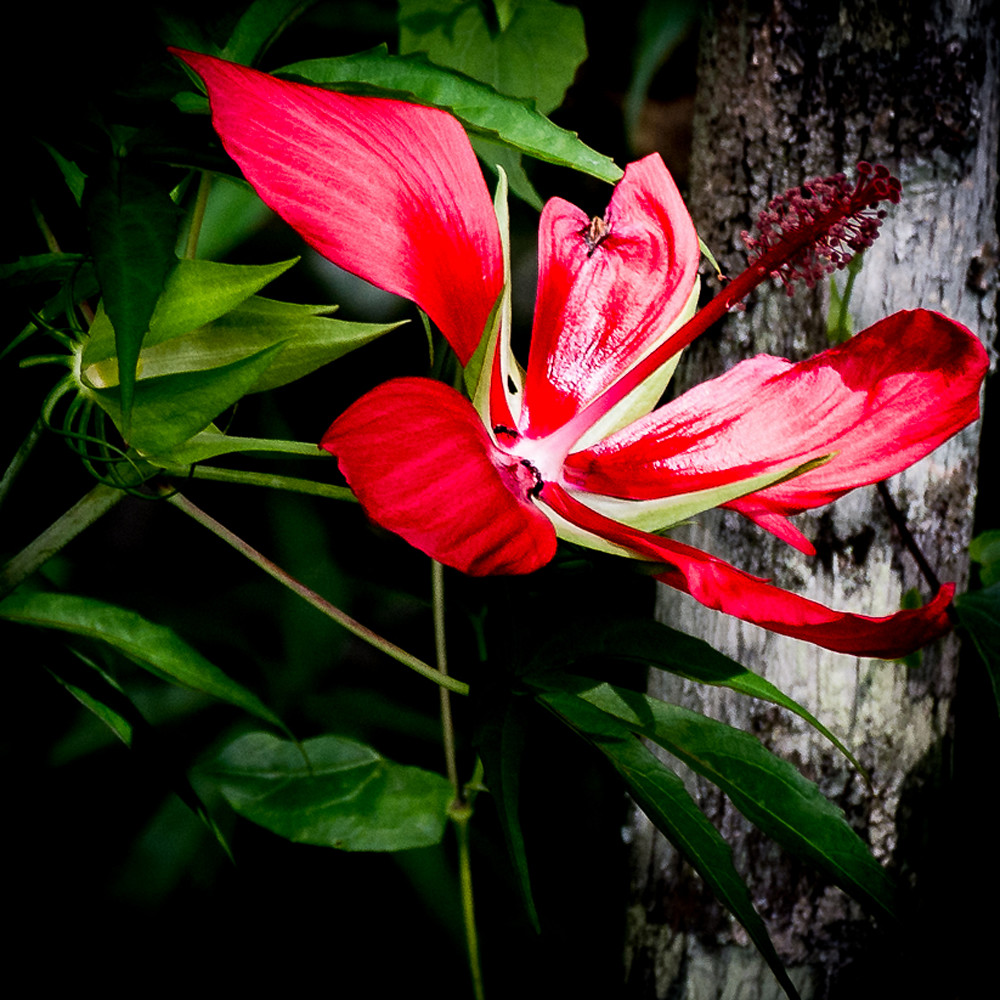 Florida native hibiscus e1vlip