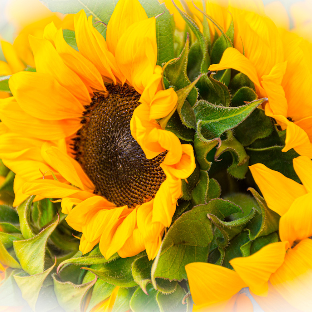 Market sunflowers ydxjuv