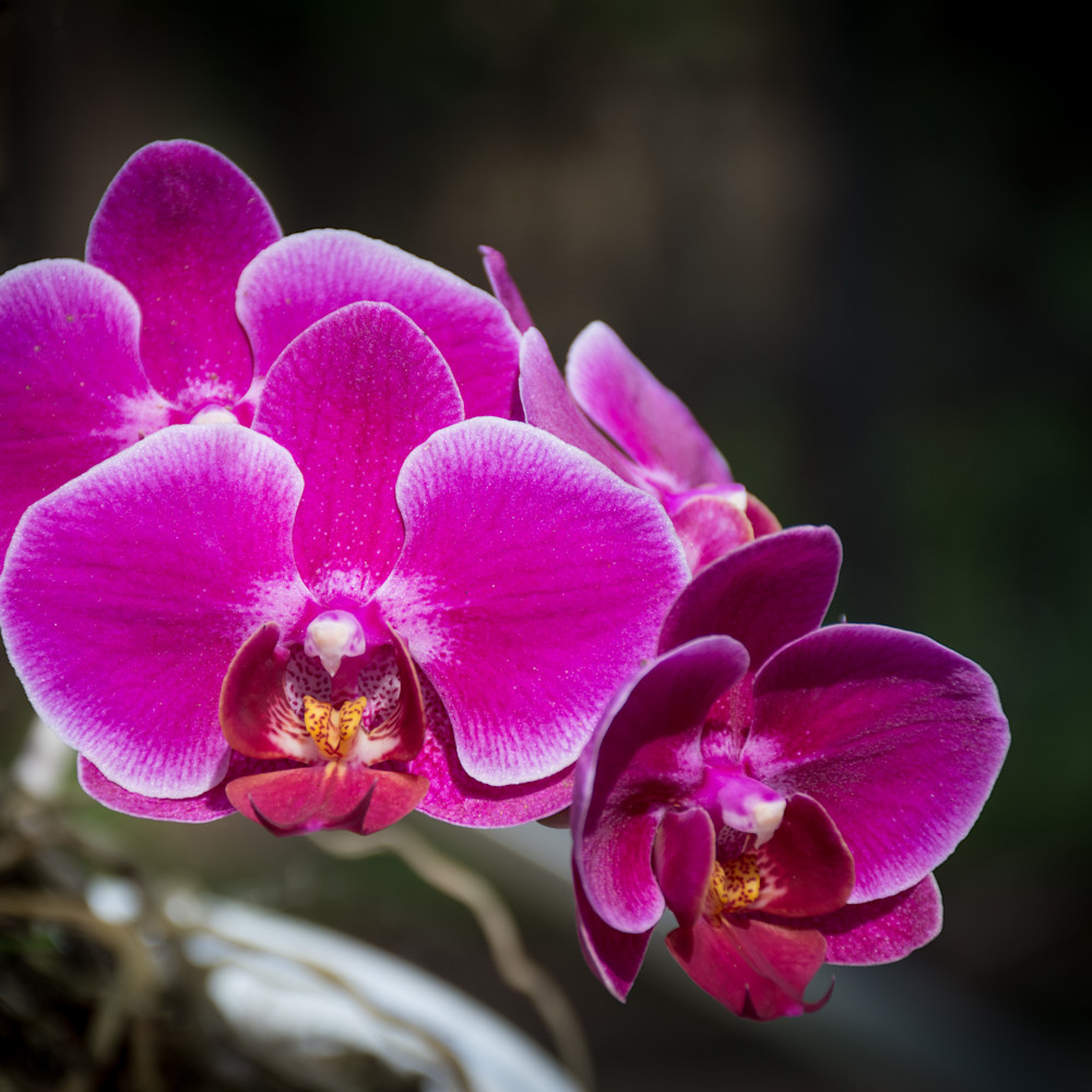 Orchid season begins 1 of 2 ihqxaf