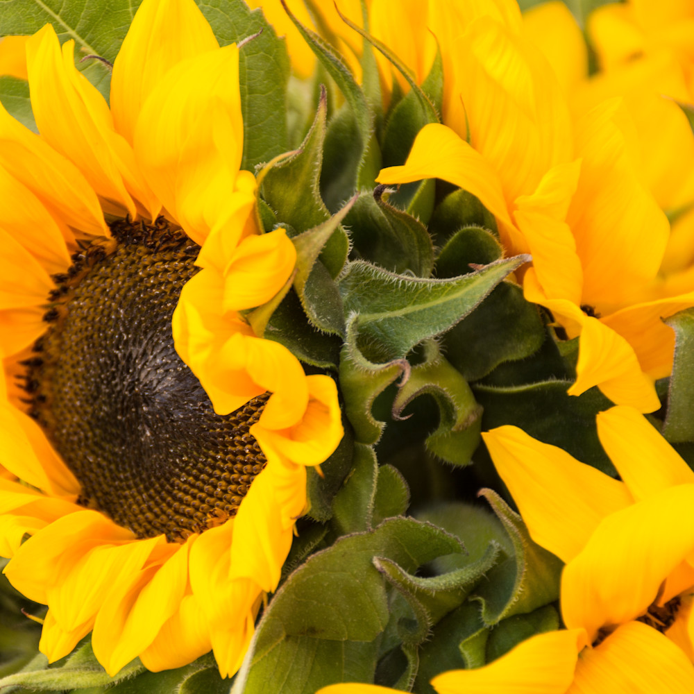 Sunflowers rkm8zr