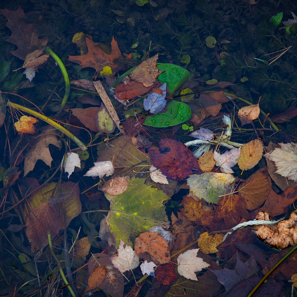 Pond leaves ffxbgq