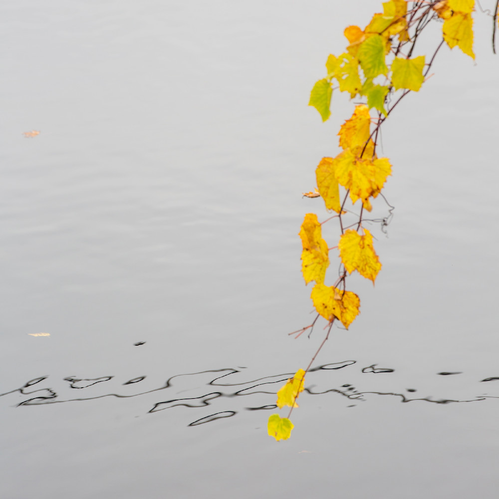Pond poetry in autumn oruuvz