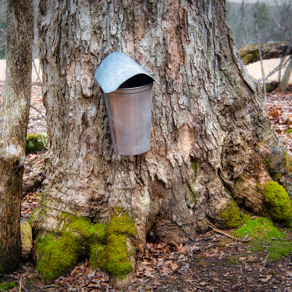 Sap bucket on old maple tree kuti4i