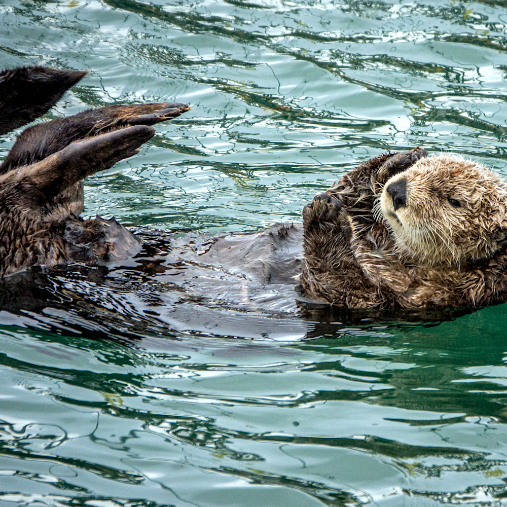 Sea otter vyjeqy