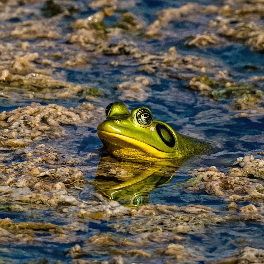 Pig frog at green cay gklkpr