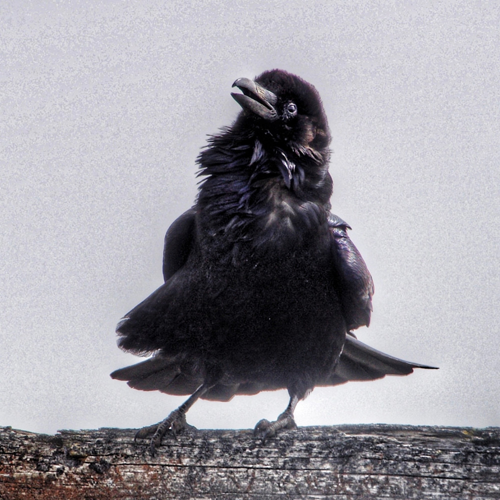 Raven chick 1 ahjlvn