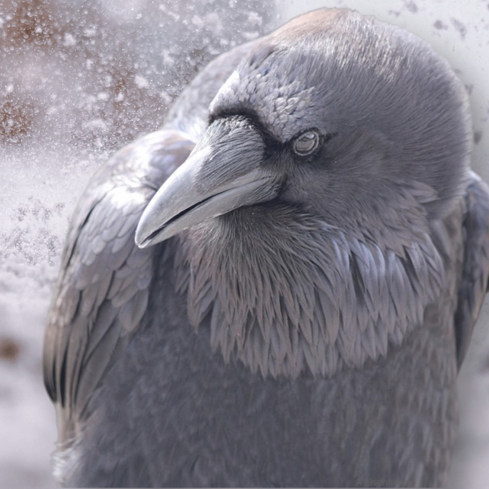 Winter raven plbod1