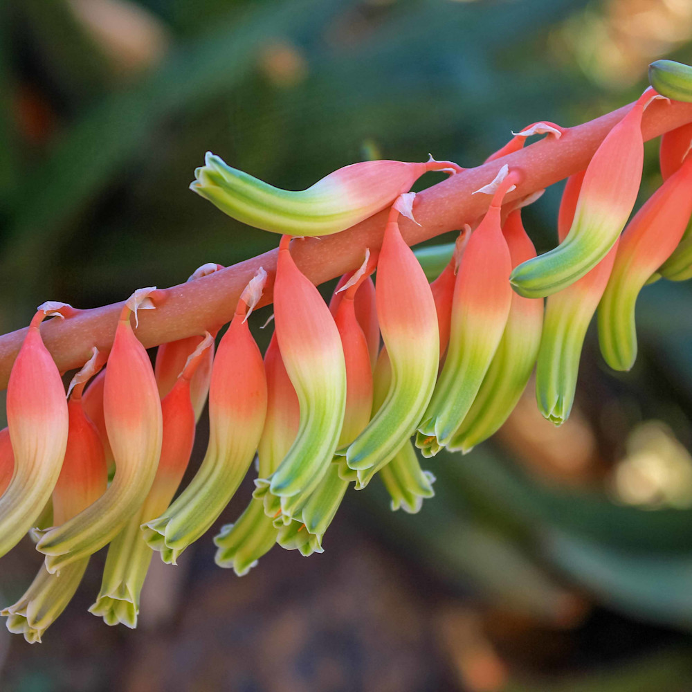 Aloe bloom abolr8