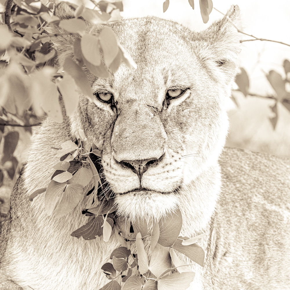 Lioness in the bush mrzdey