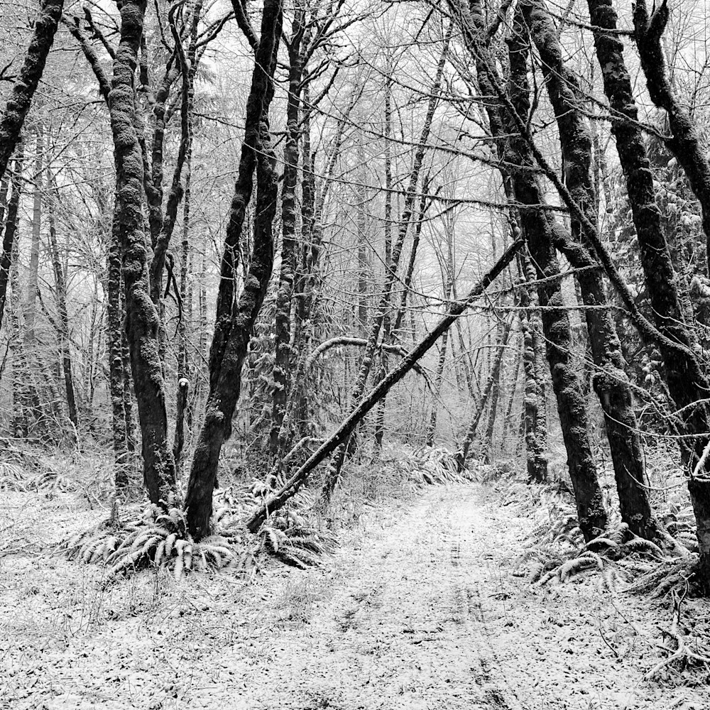 Snowy forest path washington 2023 hydlnz