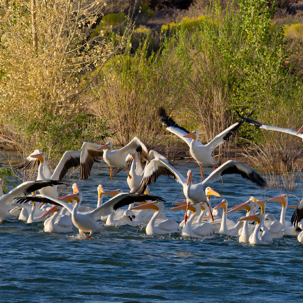 White pelicans at fire lake 1 of 1 ic3fdm