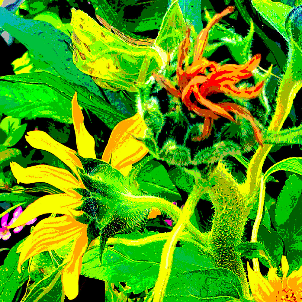 Sunflower 5 mlvide