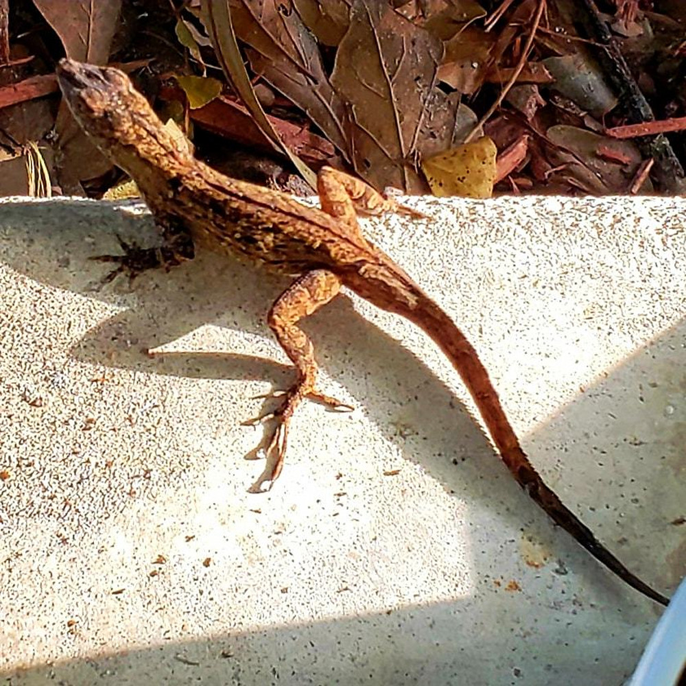 Gecko in the sun uuidq2
