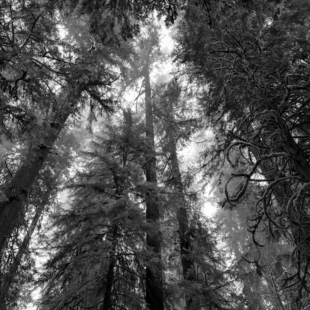 Up through the old growth forest washington 2023 frkasx