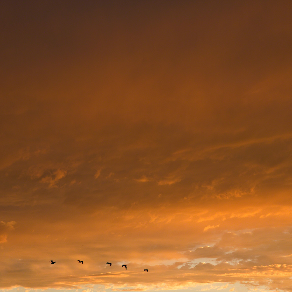 Pelican sunset b0fjgd