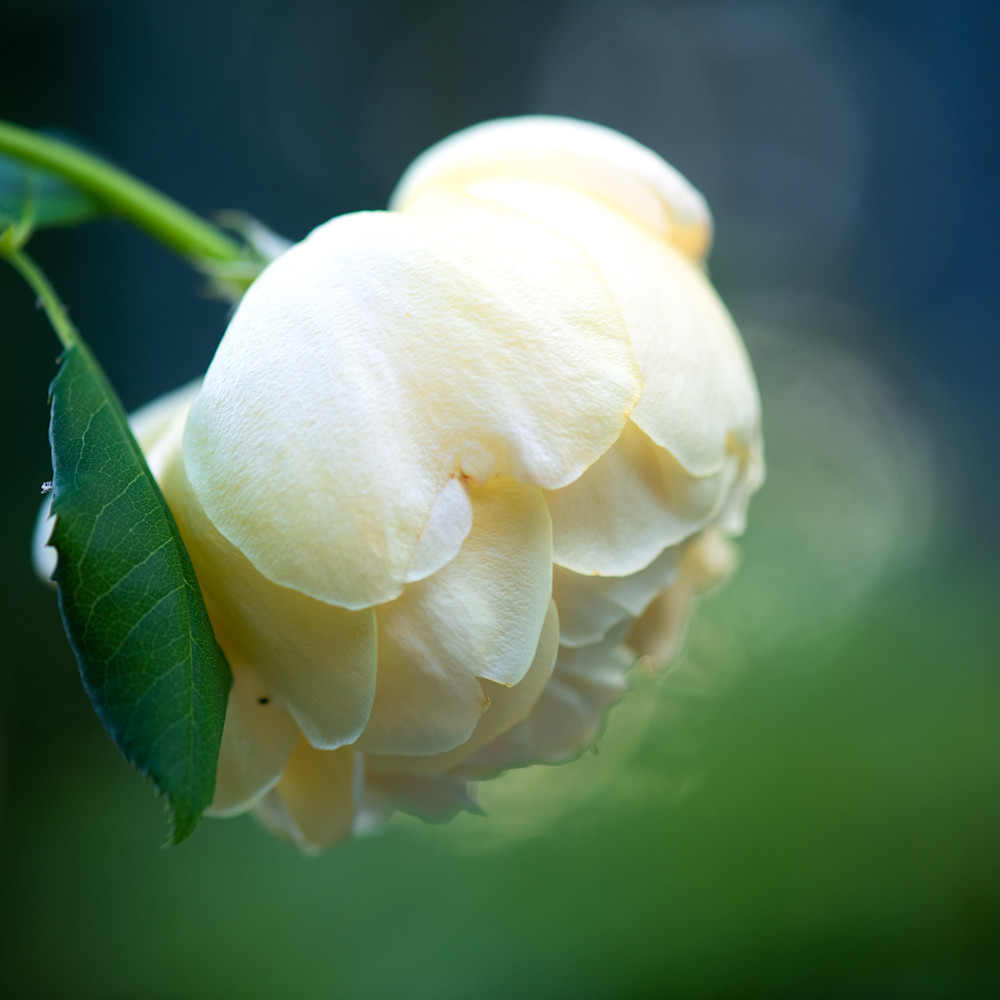 The yellow rose dzlduu
