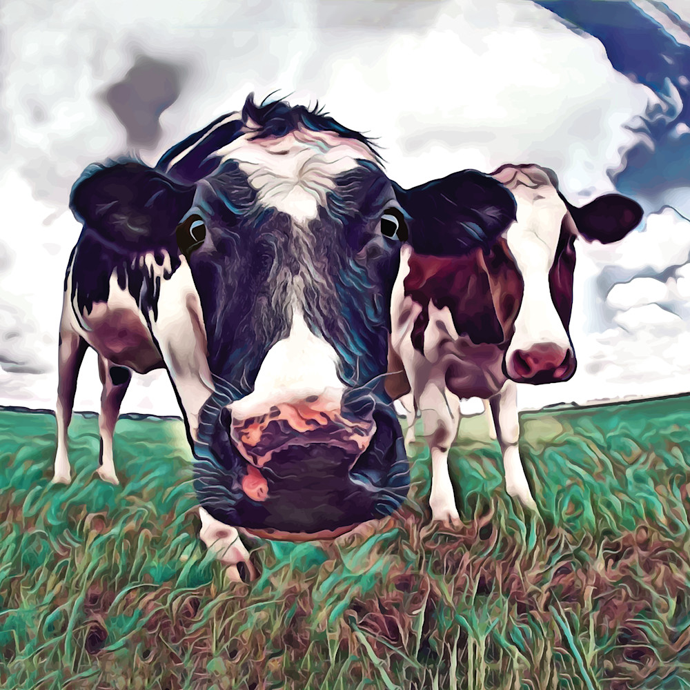 Curious cows square hzmsdf