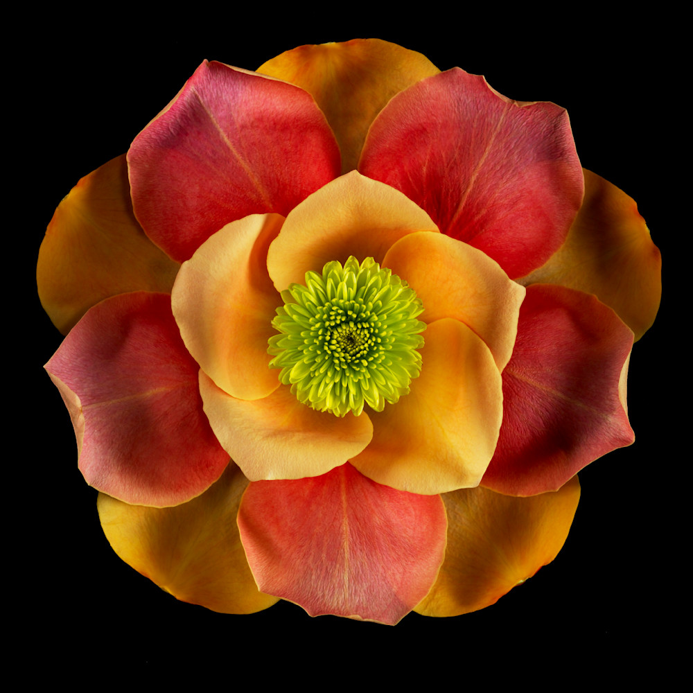 Rose petals u83jbx