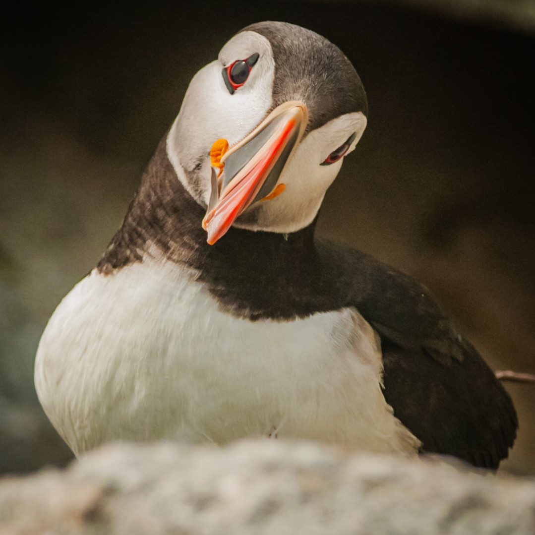 purty puffin photography art monteux gallery