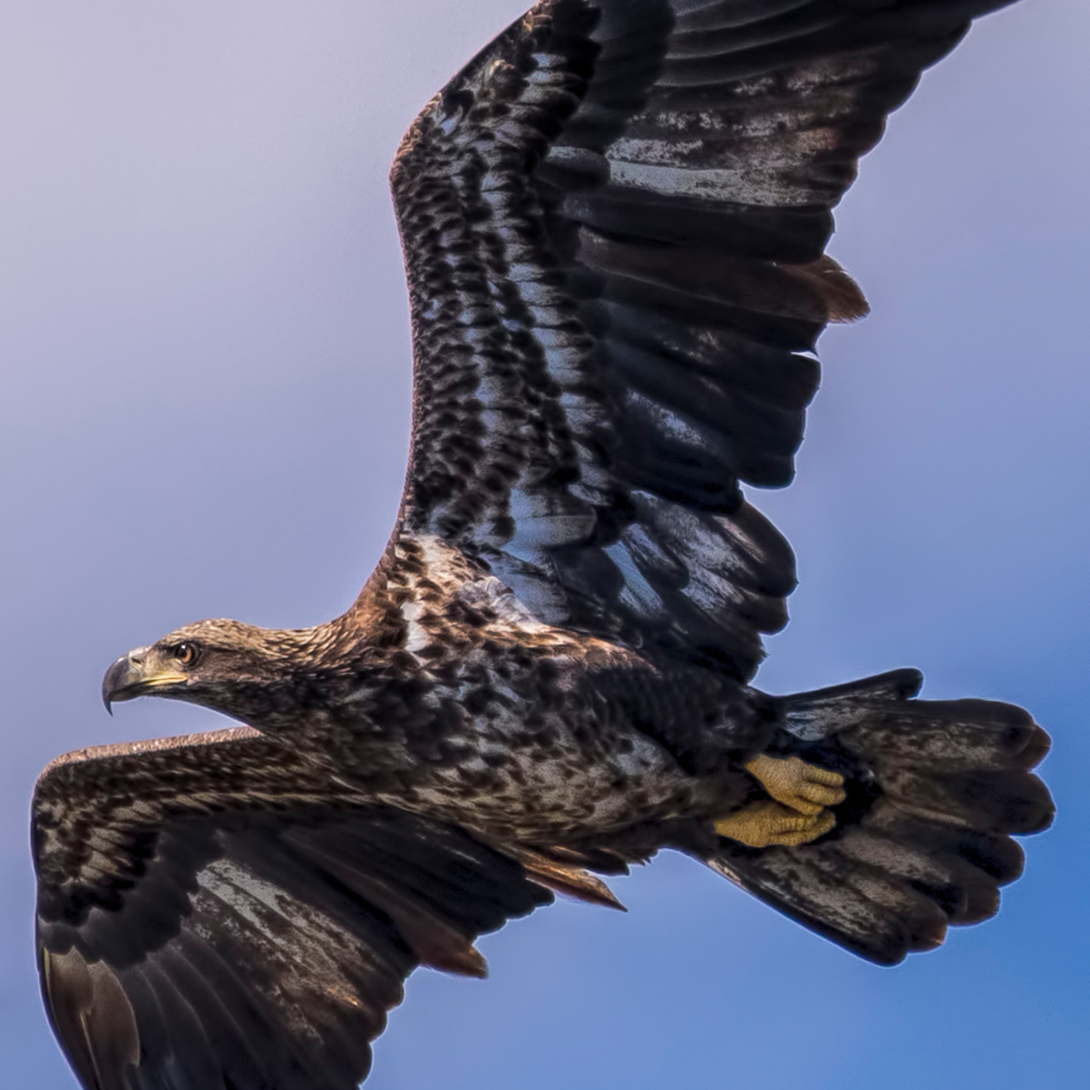Juvenile Bald Eagle Takes Flight Photographic Art